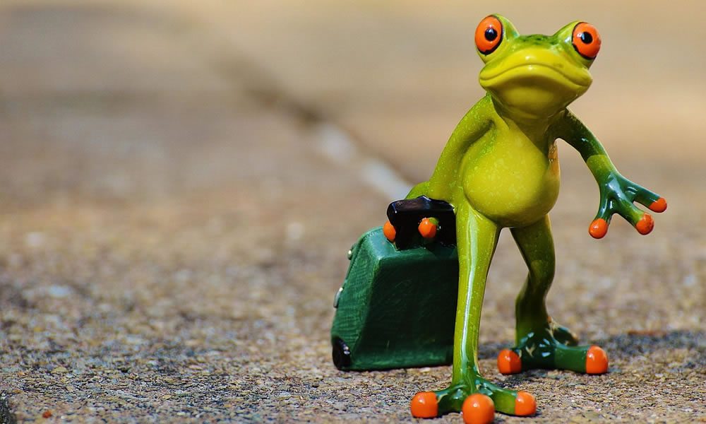 frog-897418_1280